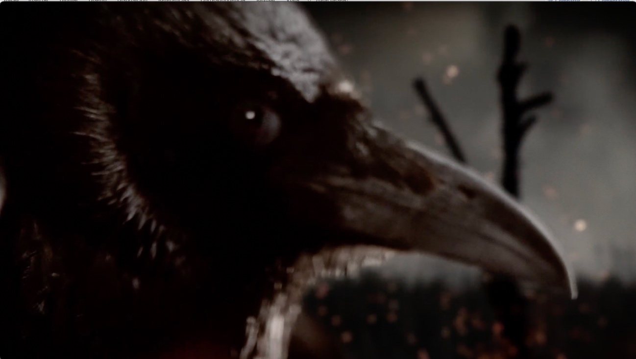 Imagen que contiene animal, gato, pájaro, oscuro
Descripción generada automáticamente