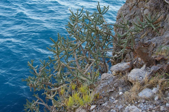 Acantilado con Cylindropuntia x tetracantha