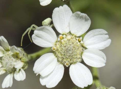 Imagen de inflorescencia de Achillea pyrenaica