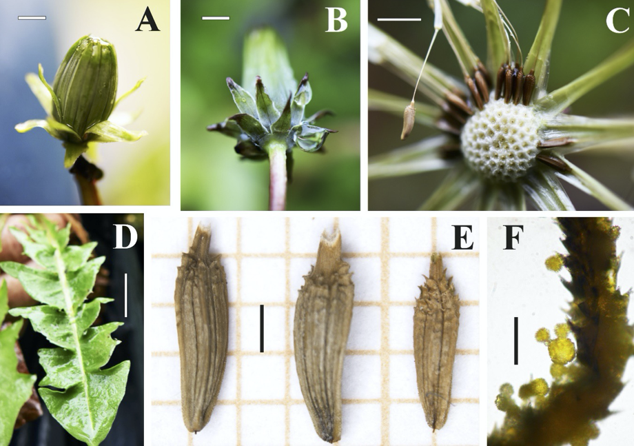 Imagen de brácteas, hojas y frutos de Taraxacum fagacearum