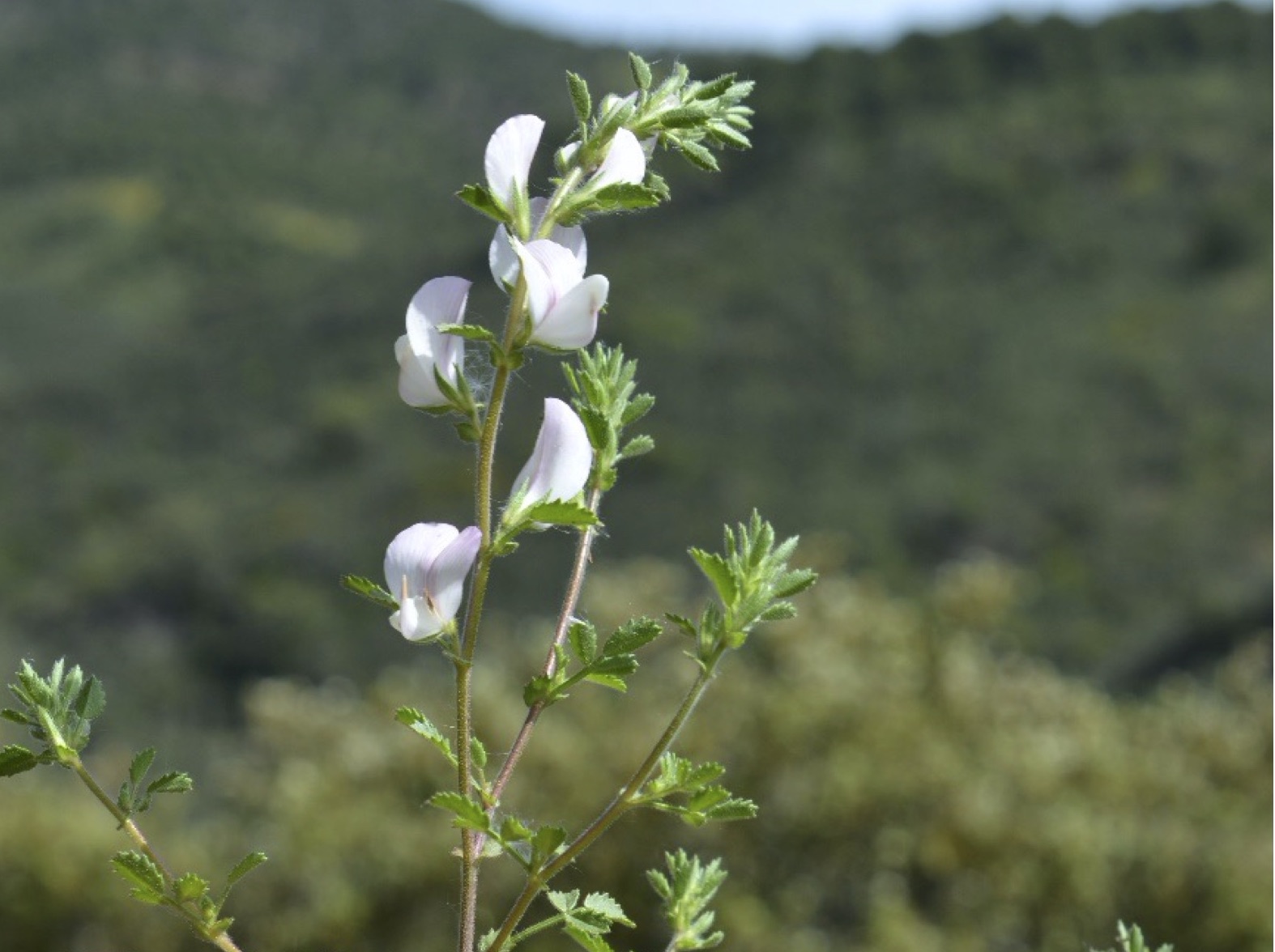 Ononis varelae Imagen campo rama con hojas y flores