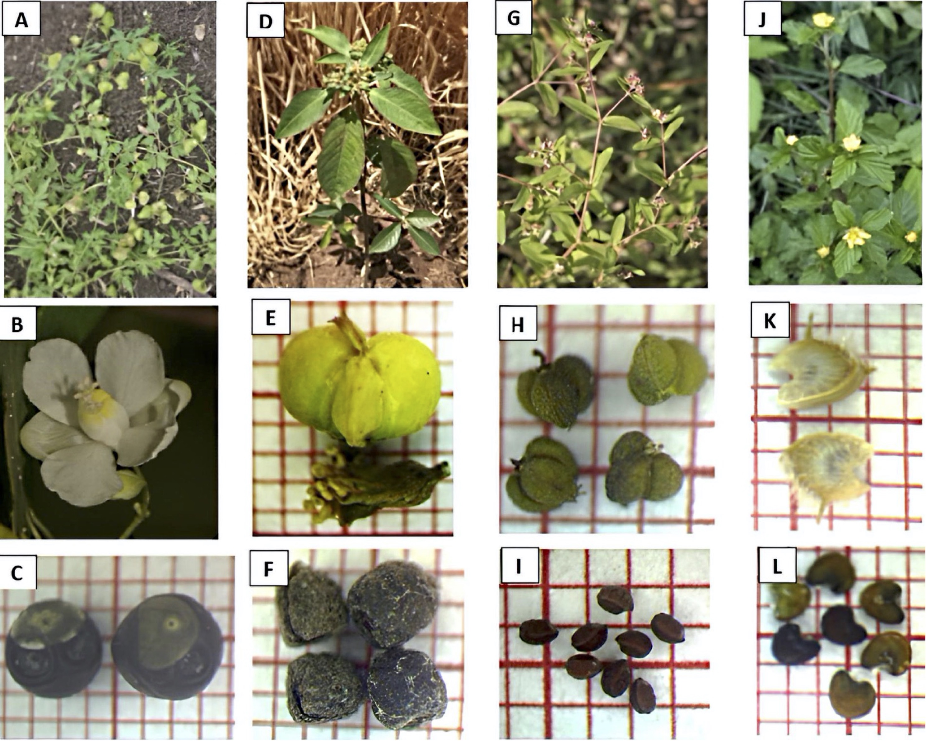 Hábito, flores, cápsulas y semillas de las 4 especies estudiadas